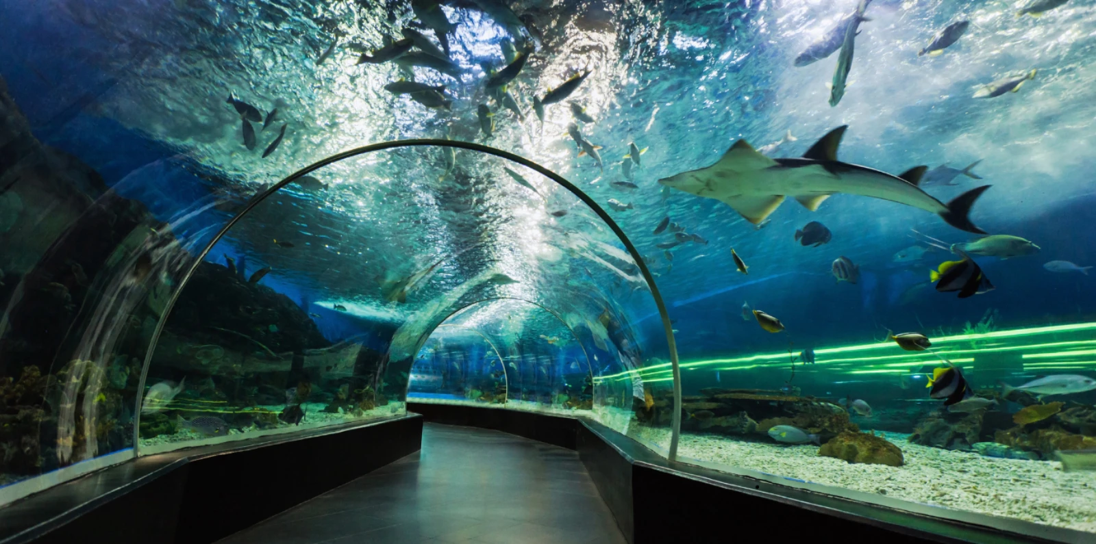 Túnel submarino del oceanario de L'Aquàrium de Barcelona con un tiburón nadando por encima