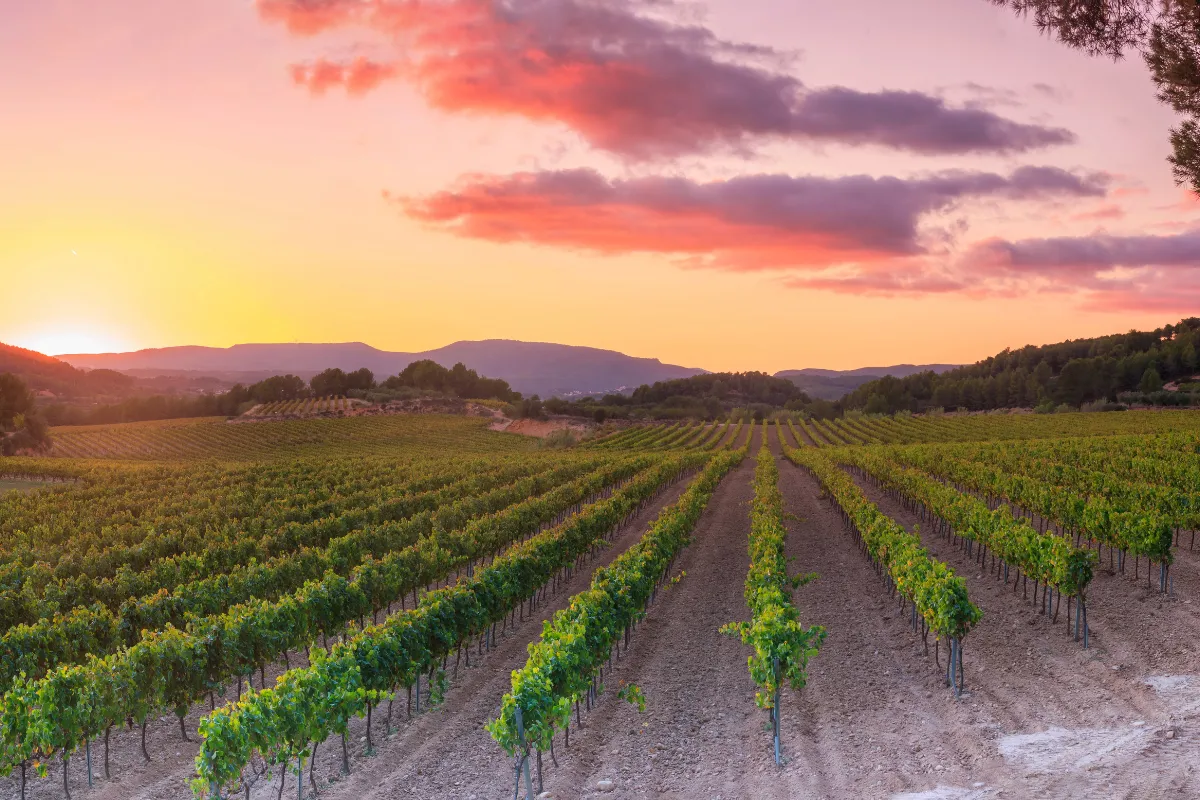 Penedès Wine Region Day Trip from Barcelona: Complete Guide