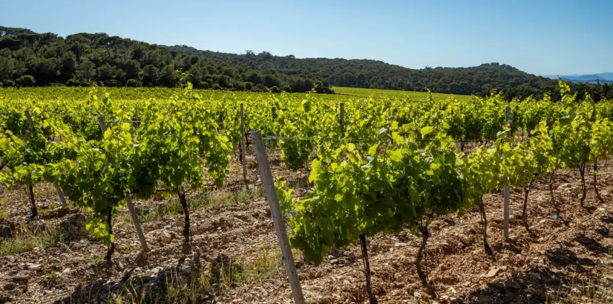 Ruta del vino por Penedès, Priorat y Terra Alta en 5 días