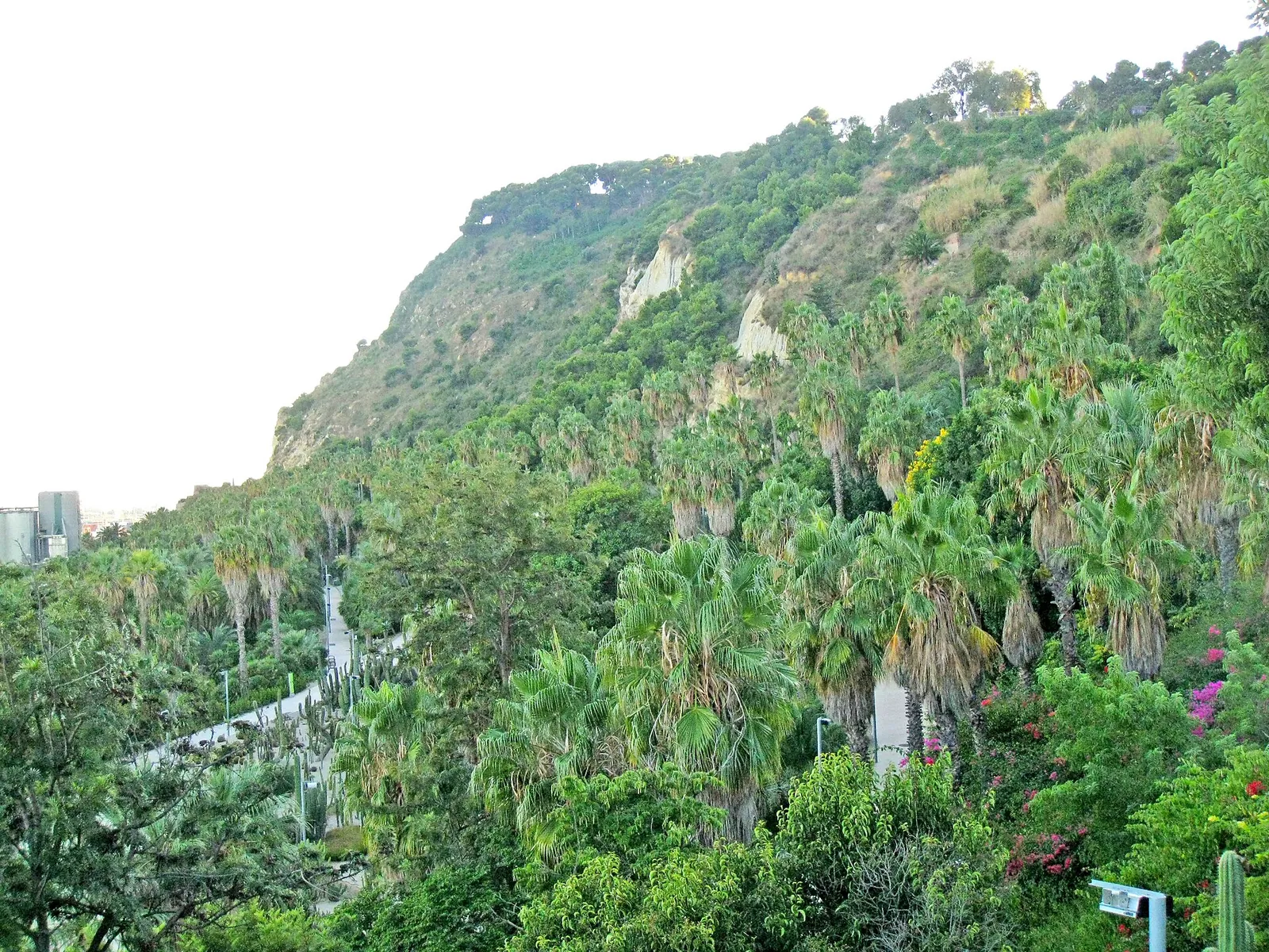 Ladera de cactus de los Jardins de Mossèn Costa i Llobera, en Montjuïc